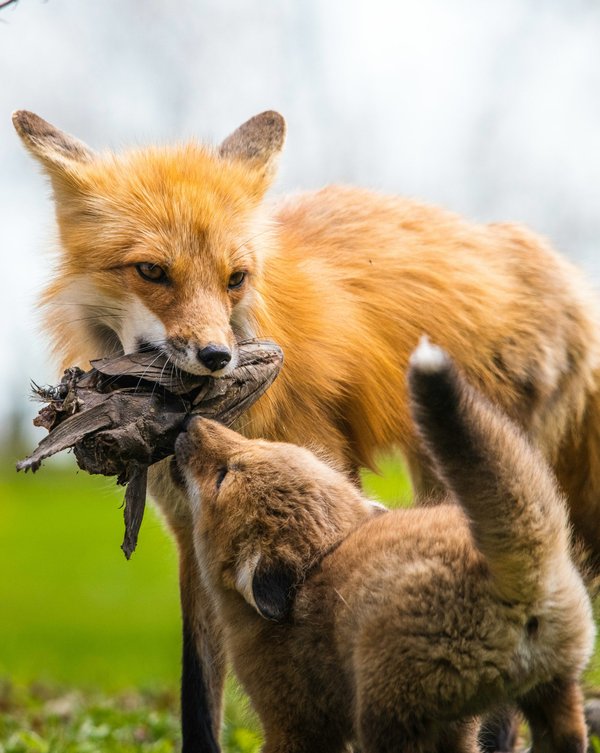 What Are the Best Practices for Introducing a Pet Fox to Other Household Pets?