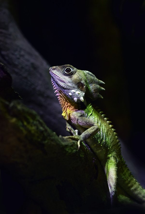 How to Safely Socialize a Lizard with Other Reptiles in a Shared Habitat?